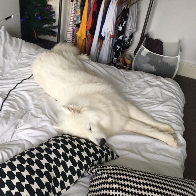 cloudthesamoyed: HAPPY 2ND BIRTHDAY CLOUD (25th dec) !!!!!!! you have grown up so