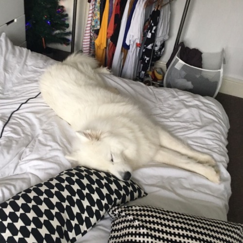 Porn cloudthesamoyed: HAPPY 2ND BIRTHDAY CLOUD photos