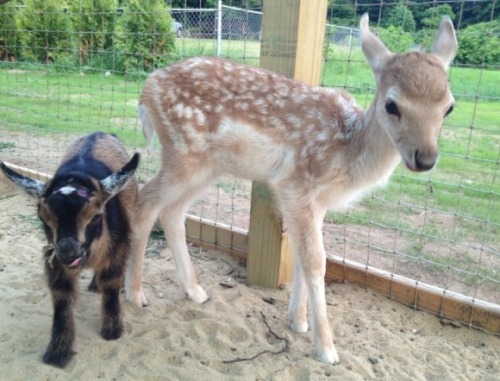 babygoatsandfriends:AAAAAAAAAAAAAAAAAAAHx