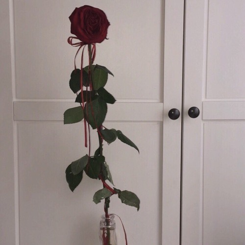 tumblr photo mykallaa 0