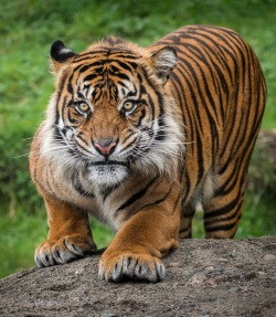 beautiful-wildlife:  Sumatran Tiger by John