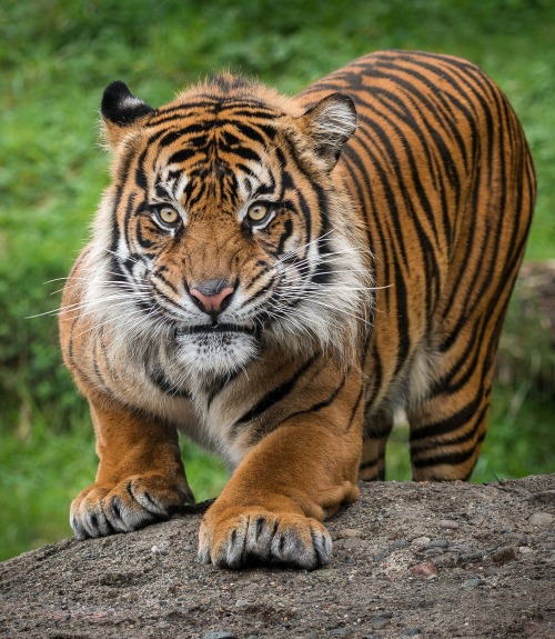 beautiful-wildlife:  Sumatran Tiger by John Vargas 