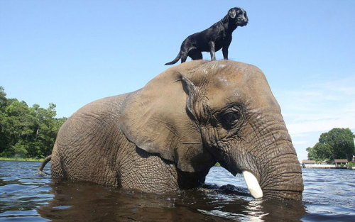 Bubbles (the African elephant) and Bella (the black labrador) are inseparable friends♥&hearts