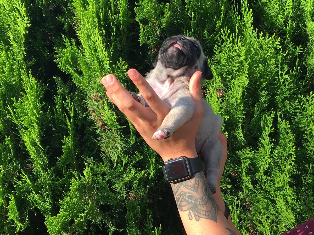 babyanimalgifs:  via @kvxp_