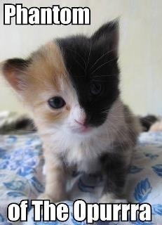 cutelolcat:www.cutelolcat.tumblr.com/