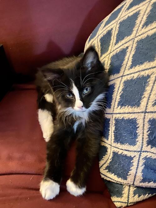 omgilovecuteanimals