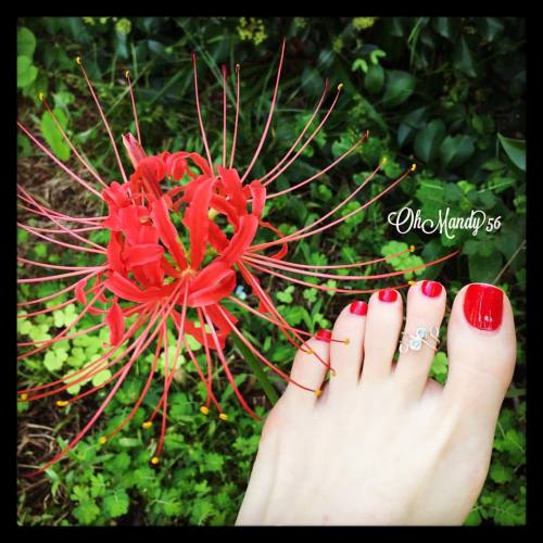 My neighbors have a beautiful garden. Some of their flowers bloomed in my yard. Pretty! #redtoes #pr