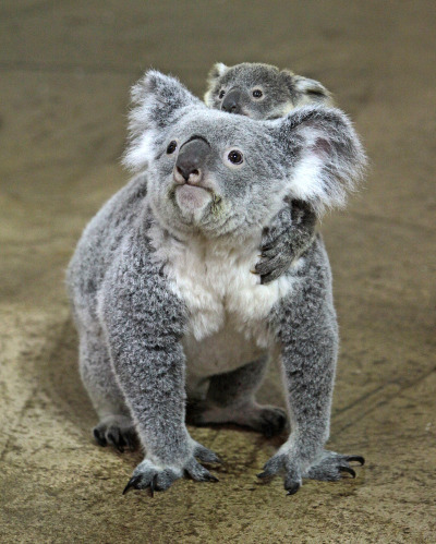 magicalnaturetour:Oliver the Koala Comes out to Play ~ Photo credits Riverbanks Zoo via Zooborns