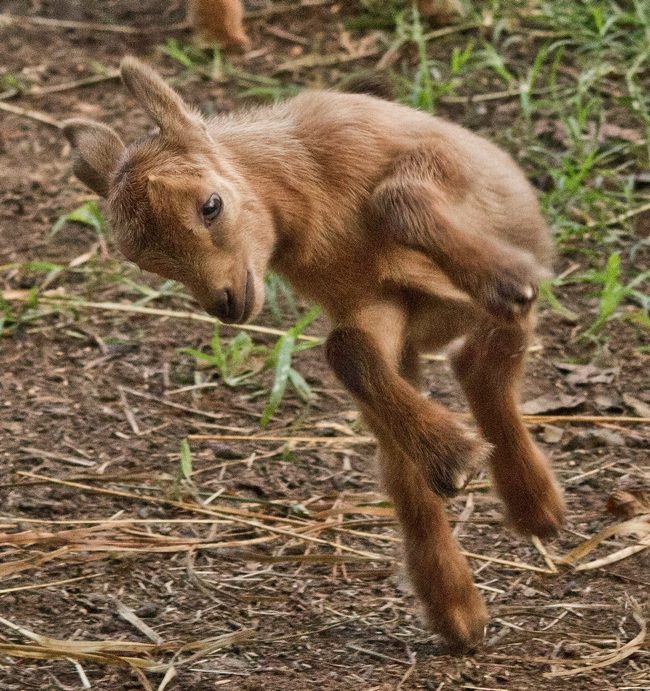 letshearitforthegoats:  Jumping ginger goats! And just two days old! Via Goat Sass