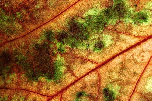 nubbsgalore:  leaf senescence begins with adult photos