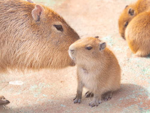 norikouemoto: Happy Mother’s Day！お母さんいつもありがとう。 Chipsi: :3