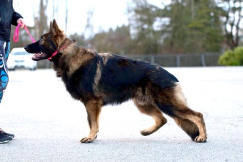 pawsitivelypowerful: the-dog-without-fear: Avenger vom Dakonic CW-SP “Murdock” Just shy 