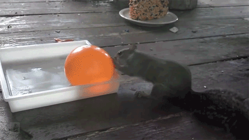 GIF TV