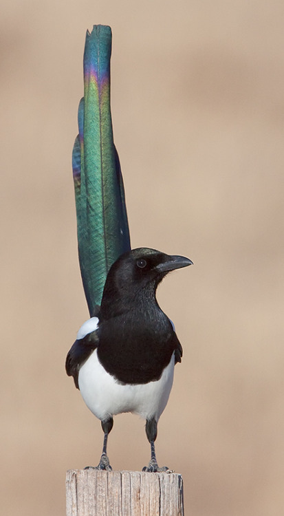 fatedeniedhope:ainawgsd:The black-billed magpie (Pica hudsonia), also known as the American magpie, 