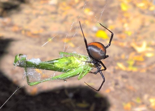 Redback meets Grasshopper. Shared from Photos app