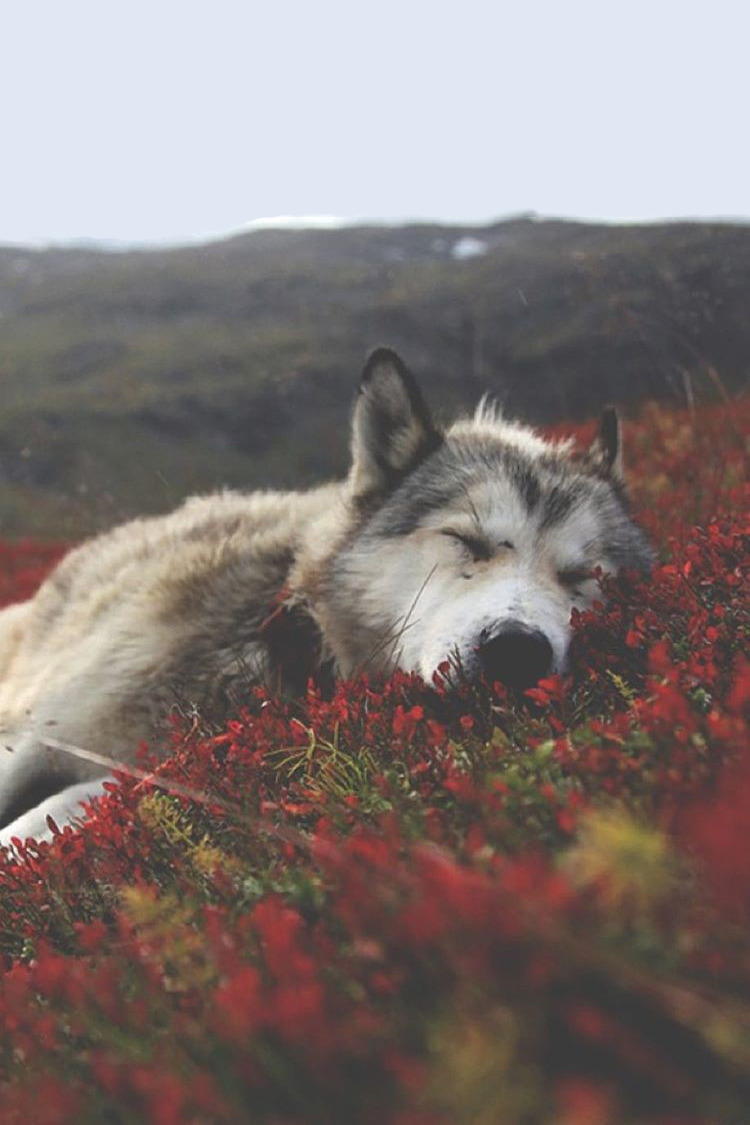 avenuesofinspiration:
“Mood 😴
Check out my personal 👉 @mammothstock
#sleepy #dogs #cute #puppy #asleep #nature #animals
”