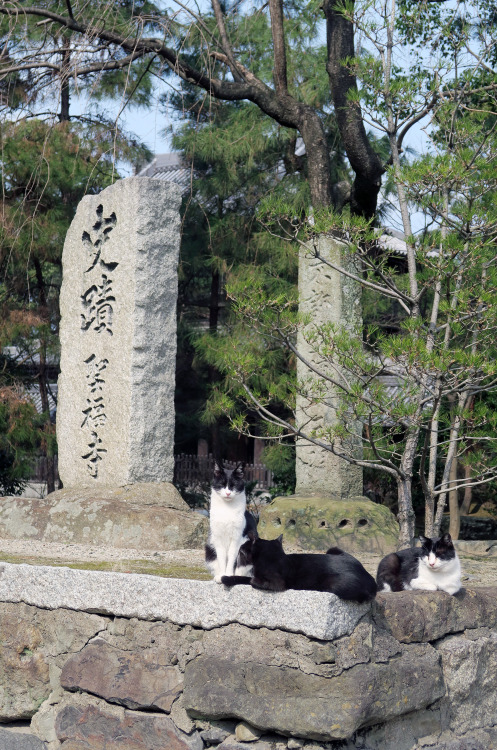 ninetail-fox:BLACK & WHITE ,Fukuoka