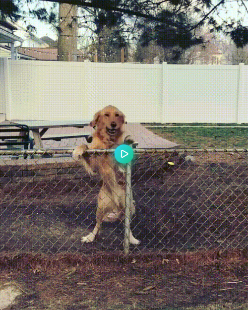 Dog next door is so happy to see neighbor friend.