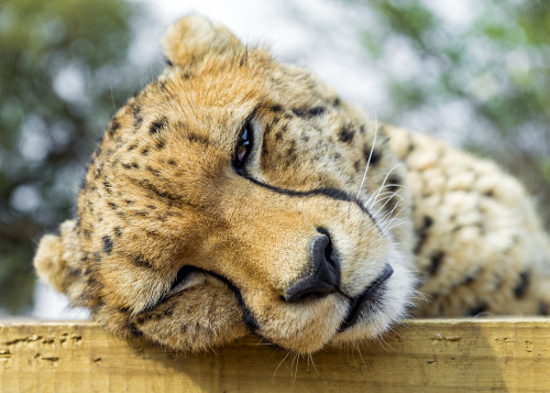 Photo by:  Tambako The Jaguar via Flickr
