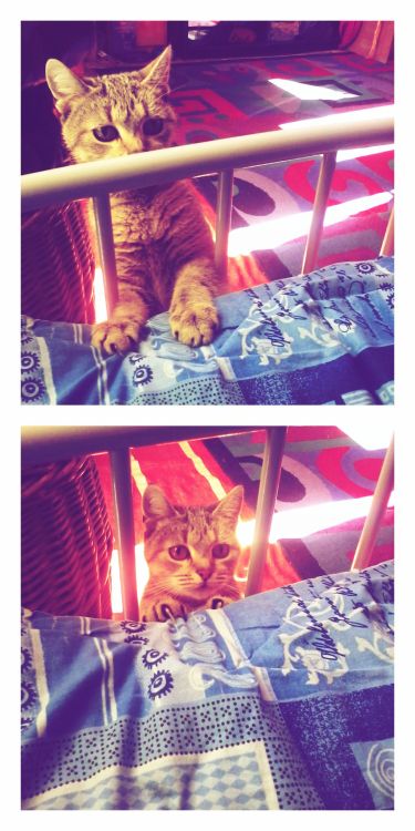 Hani stalking me.. :D (Submitted by house-of-gold-and-bones)