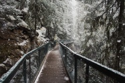 Matchbox-Mouse: Walking Into The Woods On A Snowy Day. Alberta, Canada. 