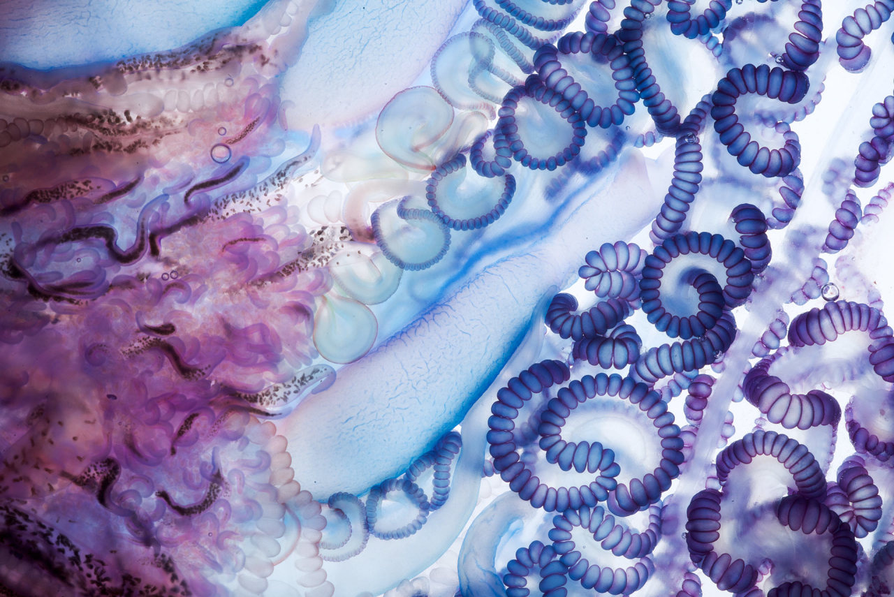 scienceisbeauty:  A fascinating and beautiful hydrozoa.  The Portuguese man-of-war