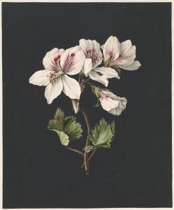 laclefdescoeurs:  Pelargonium album bicolor, 1830, M. de Gijselaar 