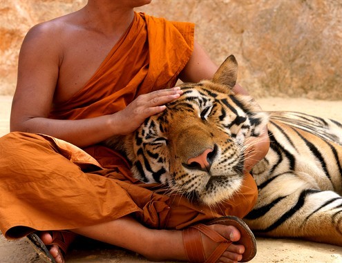 wonderous-world:  Photos taken by Paul Brown at the controversial Tiger Temple in Kanchanaburi, Thailand, where around 100 live alongside Buddhist monks. Many were brought to the reserve as cubs and have grown up around humans. The first cub arrived in