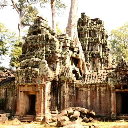 theadventuresofpipandtobes:  Amazing trip to #jungle #temple at #AngkorWatt #nofilter #photography #