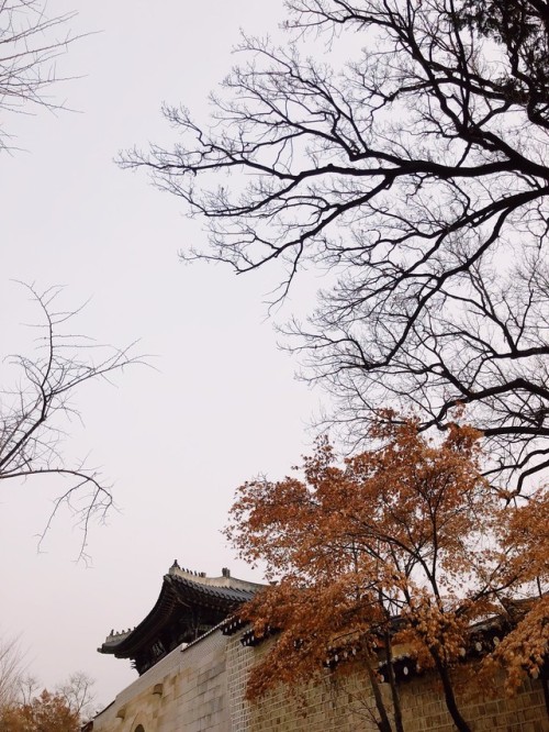 Back gate of Gyeongbokgung Palace. And trees.