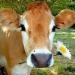 botanical-artistry:cows with flowers