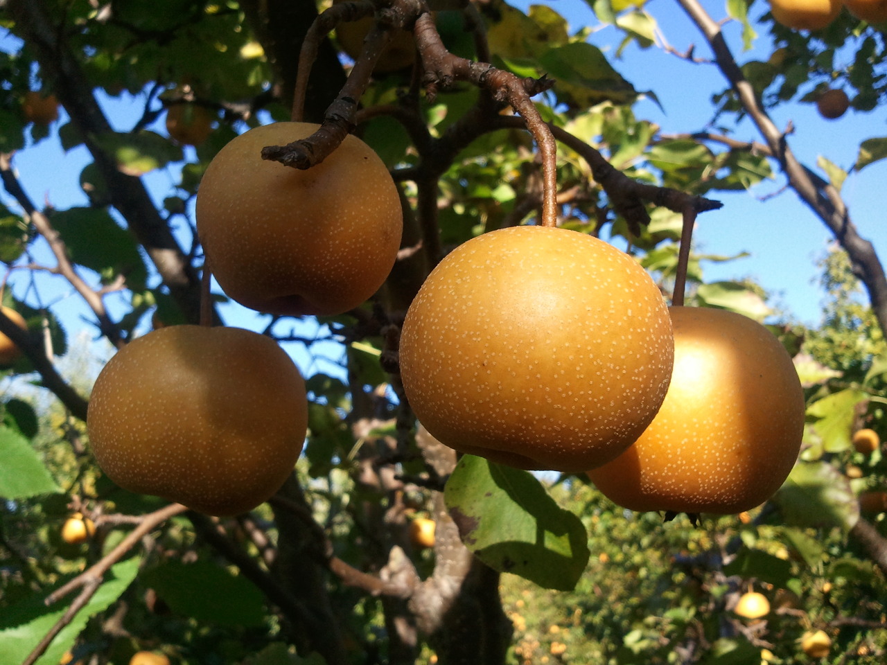 iggymogo:  korean pears growing in a farm somewhere in illinois. so sweet, so delicious.