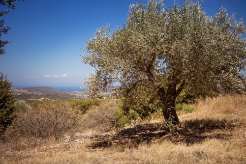 Tree of life.Olive tree on Rhodes.