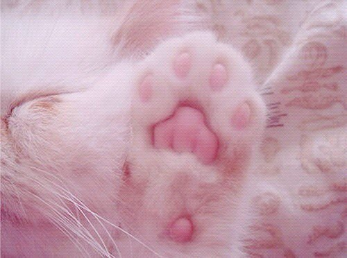 BEANS!