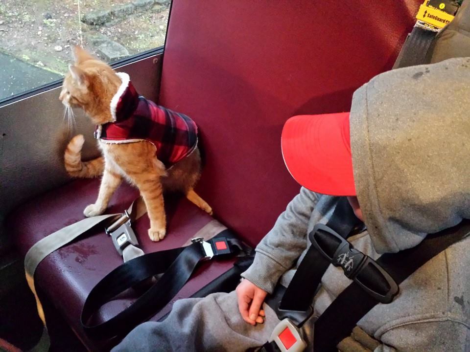 cute-overload:  Friend’s cat “Winston” loves their special needs son so much