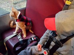 cute-overload:  Friend’s cat “Winston” loves their special needs son so much he gets on the bus with himhttp://cute-overload.tumblr.com