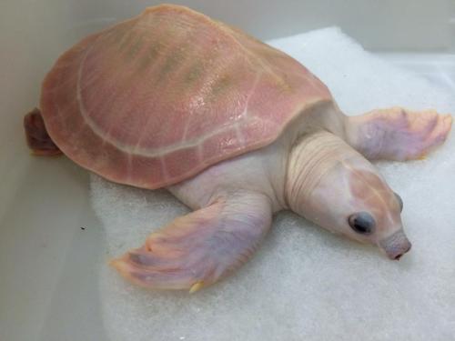 trystablogs:  reptilesrevolution:  Reptile Master  presh ;; 