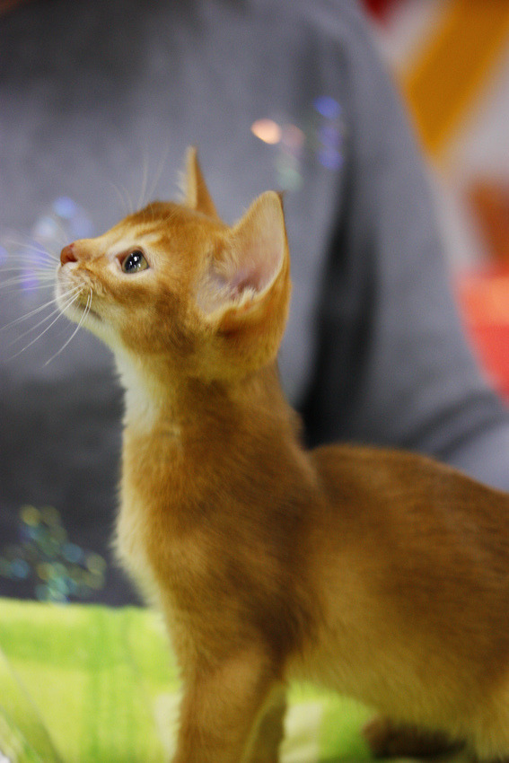 magical-meow:
“cat show by Puno3000 http://flic.kr/p/nBMvop
”
