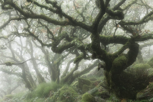 nubbsgalore - the ancient oak forest of wistmans wood in dartmoor ...