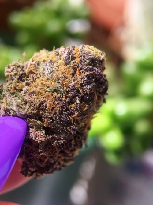 veeveeganja:Purple Creeper