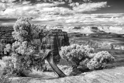 erfran72:  Story Old as Time by williamrainey Canyonlands National Park - Utah  ‪