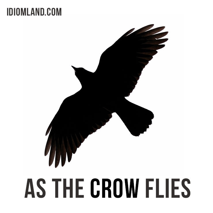 Hi there! Our idiom of the day is “As the crow flies,” which means “by the most direct way, along a straight line between two places.”
⠀
The phrase has been in use since the 1700s. It refers to the fact that the crow is a very intelligent creature...