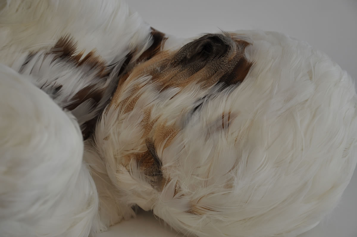 artmonia:  Lucy Glendinning – sculptor and installation artist.  WHAT THE FUCK??