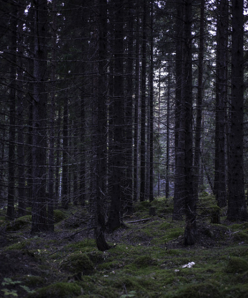 ancientdelirium:In the woods by aixcracker on Flickr.