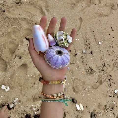seashellie - blue