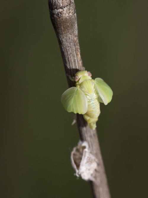 onenicebugperday:textless:When these hoppers first show up in June and July, they are white, fuzzy, 