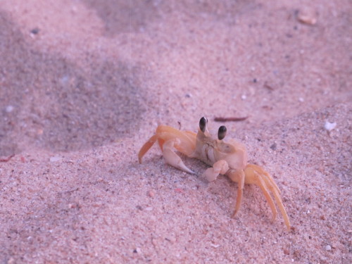 Hey There Crustacean