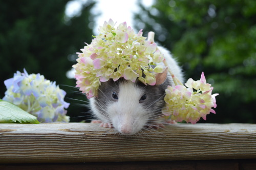 interstellar-space-cadet: karasratworld:Remi tried to run underneath the flowers and they got stuck 