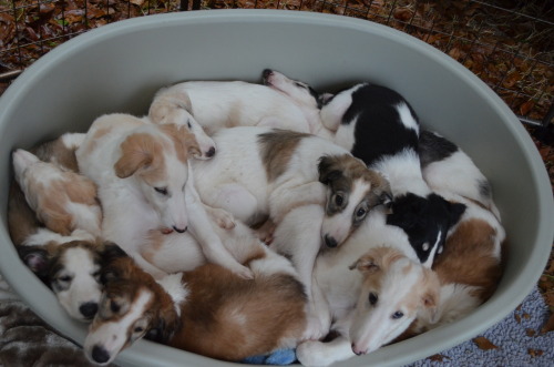 lord-kitschener - spryfeatborzoi - Ten-in-bedA bucket of snoots