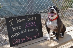 mostlydogsmostly:  Dog At Shelter For 2,531 Days Is So Ready To Be LovedSBHS desperately wants Dahlia to find her forever home, so it posted a photo to Facebook featuring Dahlia posing next to a sign detailing exactly how long she has been at the shelter